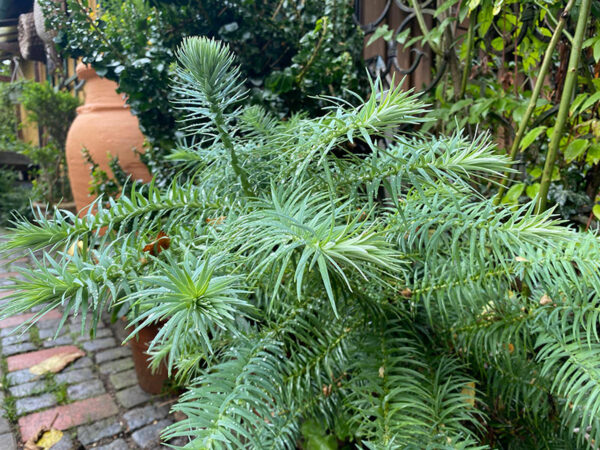 Koniferen - immergrüne Nadelgehölze - Biogärtner