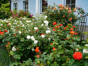 Natur im Garten (Bild: ORF/H. Fuchs)