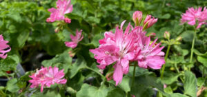 Pelargonie
