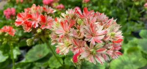 Pelargonie