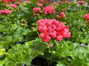 Pelargonie