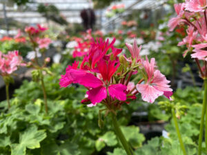 Pelargonie