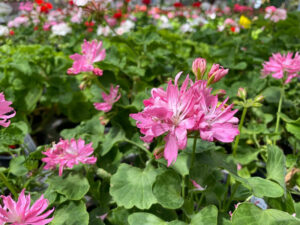 Pelargonie