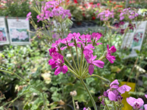 Pelargonie