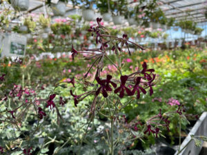 Pelargonie