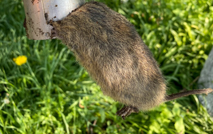 Falle gegen W&uuml;hlm&auml;use