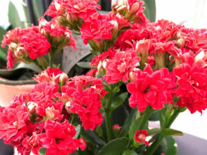 Kalanchoe - Flammendes-Käthchen