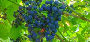 Regent - eine blaue Weintraube