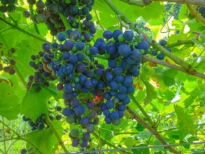 Regent - eine blaue Weintraube