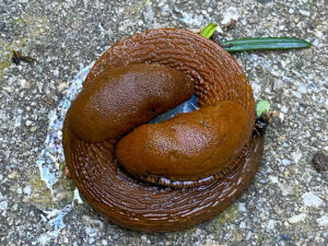 Paarung von Schnecken