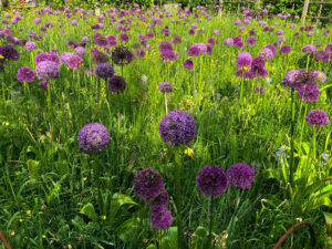 Allium, Zierlauch