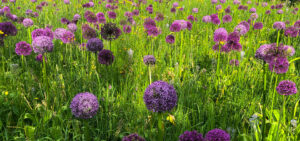 Allium, Zierlauch