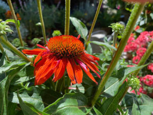 Echinacea