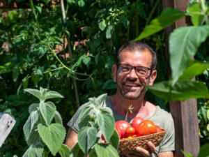 Tomatenernte (Bild: Christoph Böhler)