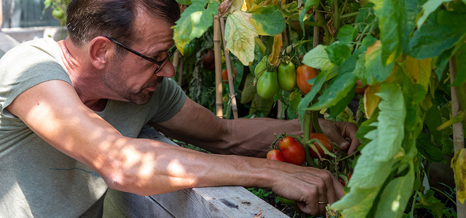 Tomatenpflege (Cadmos/C. Böhler)