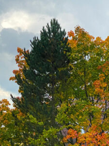Heimische Schwarzkiefer