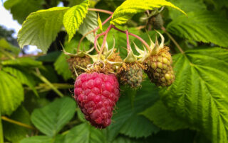Himbeere