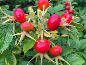 Kartoffelrose - Hagebutte