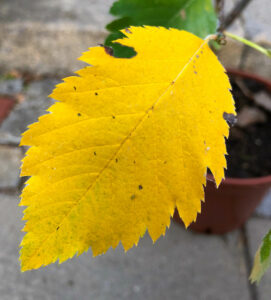 Mehlbeere im Herbst