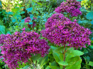 Fette Henne (Sedum telephium)