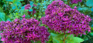 Fette Henne (Sedum telephium)