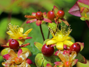 Johanniskraut (Manfred Antranias Zimmer/Pixabay)