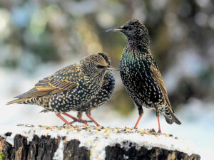 Stare, Vogelfutter (Bild: Blaubaer)