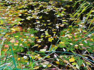 Teich im Herbst