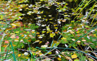 Teich im Herbst
