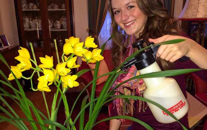 Zimmerpflanzenpflege