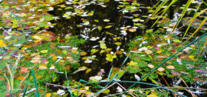 Teich im Herbst