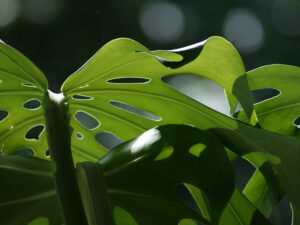 Fensterblatt, Monstera (Bild: Pixabay/Egle P.)