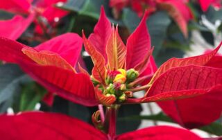 Weihnachtsstern