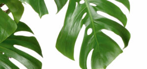 Fensterblatt