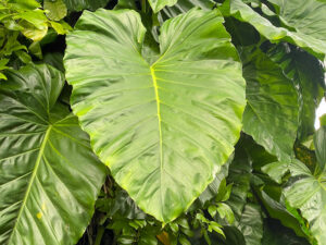 Philodendron am Naturstandort in den Tropen