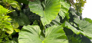 Philodendron am Naturstandort in den Tropen
