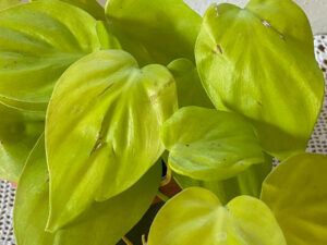 Philodendron scandens Micans Lime
