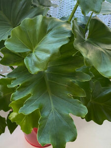 Philodendron shangrila