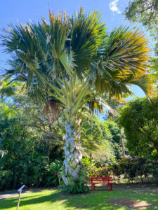 Talipot-Palme auf Guadeloupe - blüht erst, dann stirbt sie ab