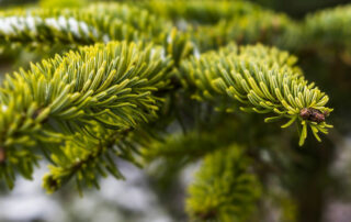 Christbaum
