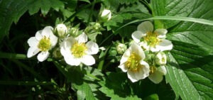 Erdbeere (Pixabay/fotodirwas)