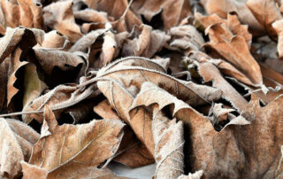 Laub im Winter