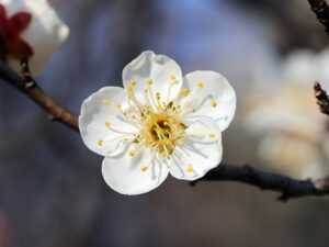 Pflaumenblüte