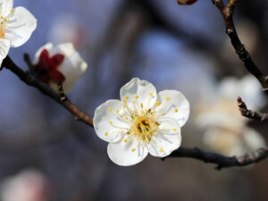 Pflaumenblüte
