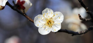 Pflaumenblüte
