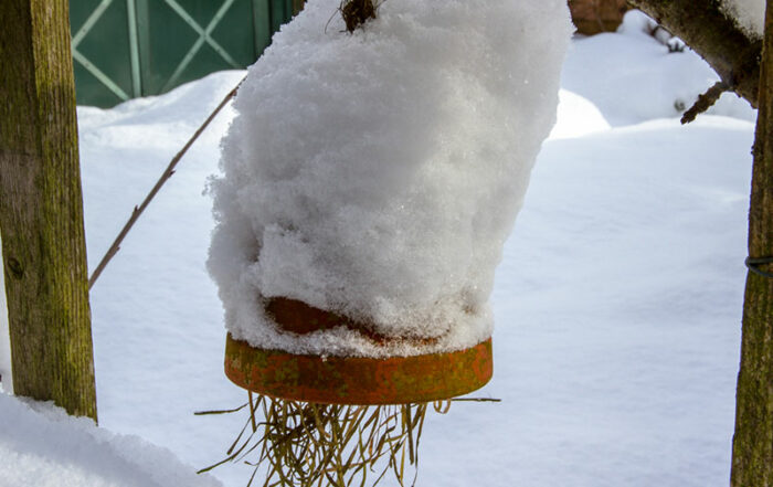 Ohrwurmh&auml;uschen im Winter