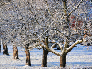 Obstbäume im Winter