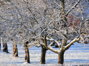 Obstbäume im Winter