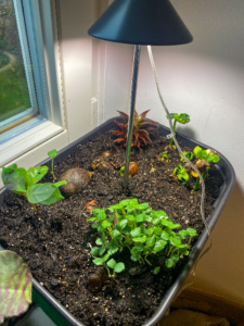 Aussaatschale mit LED-Licht