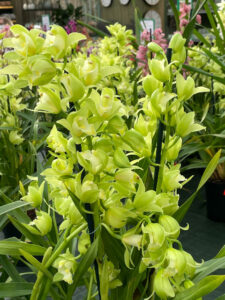 Cymbidium